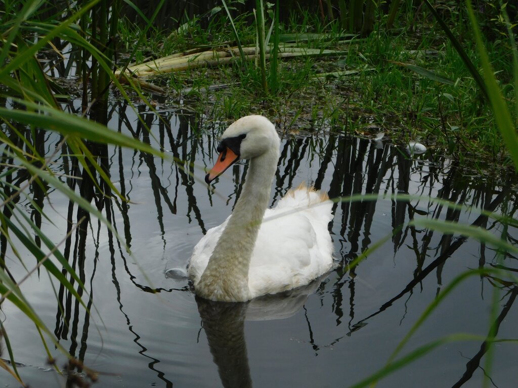 Photo of Mute Swan